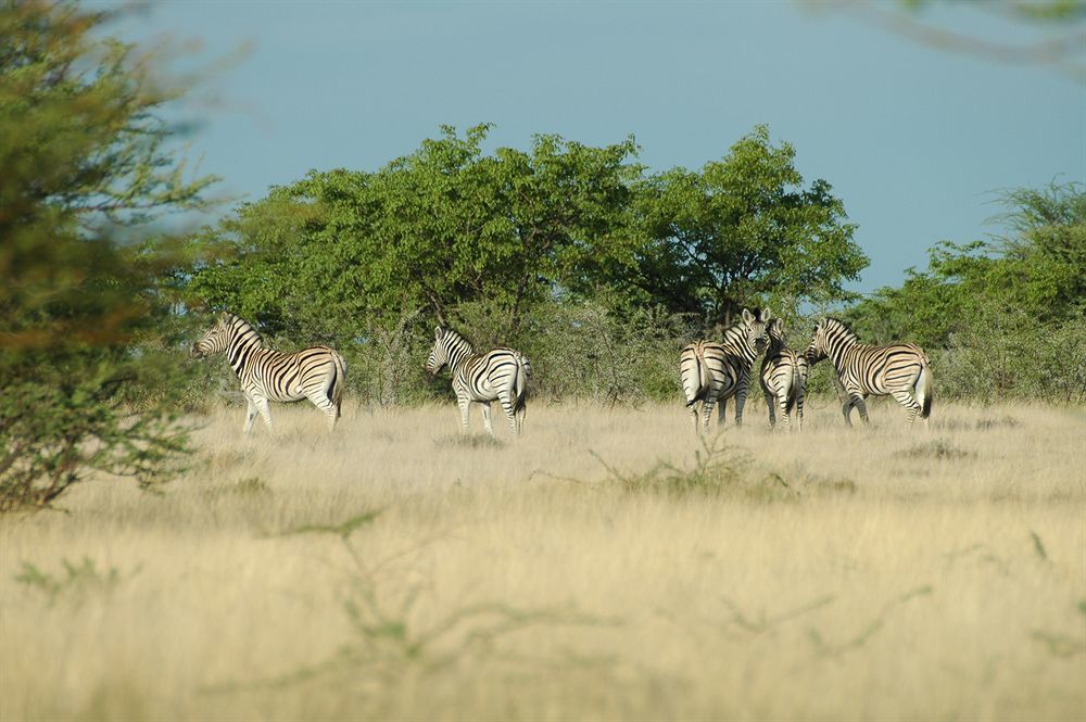 Uukwaluudhi Safari Lodge Opuwo Luaran gambar